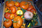 Die Ernte - Kürbisse von Frido (Fotos von der Suppe gibt´s erst nach dem 25.11. 2010)
