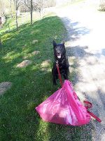 Müllsammelhund mit Beute
