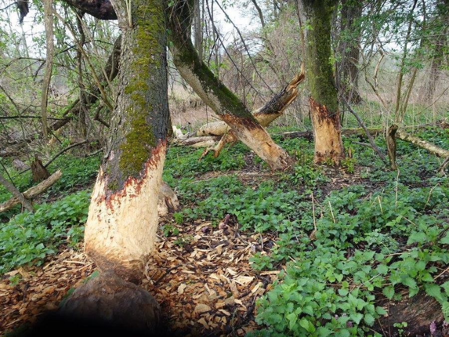 Steiermärkische Berg- und Naturwacht Ortseinsatzstellen Hartberg & St. Johann in der Haide