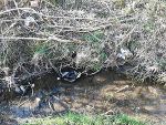 Bachreinigung Dobl-Zwaring; © Steiermärkische Berg und Naturwacht Ortseinsatzstelle Kalsdorf Bachreinigung Dobl-Zwaring;